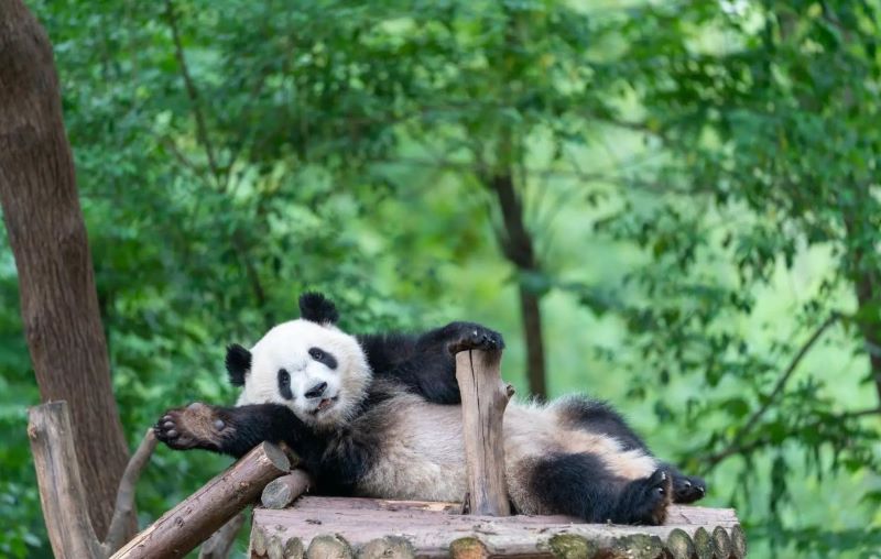 Chengdu Zoo